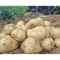 청정지역 강원도 원주 햇 두백 감자 포슬포슬감자 5kg 10kg, 두백감자(중80g~소50g)5kg, 1개