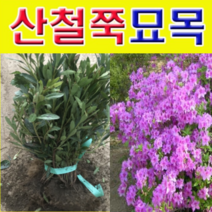 (D소망)산철쭉묘목(키30센치) 10그루