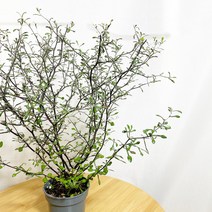 마오리 코로키아 실버, 1개