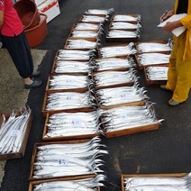 거제도 은빛이 살아있는 낚시 통갈치, 3kg - 9미, 1개