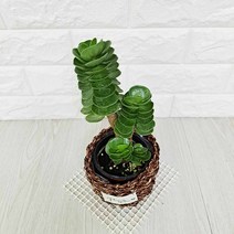 녹비단 (라탄화분포함) 녹비단키우기 다육식물 실내공기정화식물, 단품