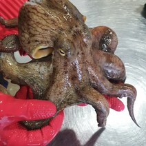<산지직송> 통영 자연산돌문어 1Kg 1.5Kg 2kg / 당일어획 / 통영 성우수산, 자연산돌문어 1Kg (2마리)” class=”wr-img”></a></div></div></div></div><div class=