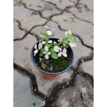 사랑목 다육이 소품 은행목 아악무 10~25cm 45