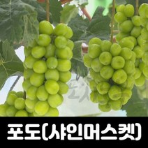 샤인머스켓/신품종/머루나무묘목/삽2년 2주/도시농부, 삽목2년 5치화분(2주)