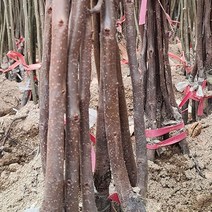 태추단감 나무 최소구매2개 (청아원예조경), 태추단감 중묘