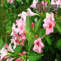 병꽃나무 나무언니, 키100cm(5개세트)