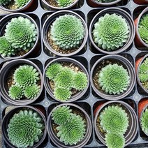 꽃나무팜 (5개한세트) 잉글랜드 칼카레움바위솔 월동다육이 국민다육 반려식물 선별배송 다육이키우기