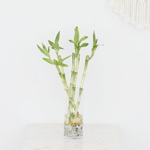 그린테라피 개운죽 키우기실내공기정화식물 수경재배 행운목 수경식물, 개운죽 30cm 5EA