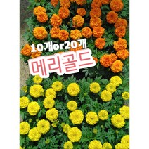메리골드 10개 20개/어릴적 시골집에서 많이 키웠던 꽃 그땐 금잔화, 20개