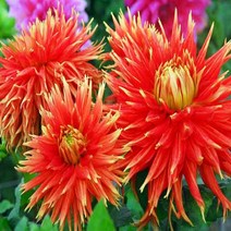 꽃모종/다알리아/쇼엔텔/개화구포트묘/묘목/h0951, 1개