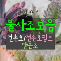 [허브여울] 불사조다육 모음 (천손초/천손초핑크/만손초/모종) 지름 9~15cm 다육화분, 만손초모종5개, 5개