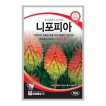 모칸도 세계종묘 꽃씨앗 니포피아 50립, 1개