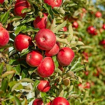 기타 산지직송 안동 홍로사과 가정용 2kg(꼬마소과/16과내외), 상세페이지참조