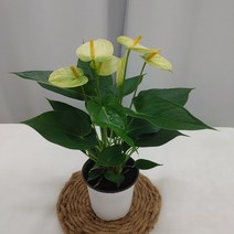 노랑안스리움 새로입고 공기정화식물, 1개