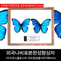 외국나비표본완성형상자310mmx260mm