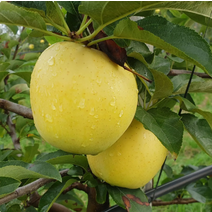 충주안심사과 황금사과 저탄소인증 껍질째먹는사과 5kg 14/17내외, 상세페이지 참조, 상세페이지 참조