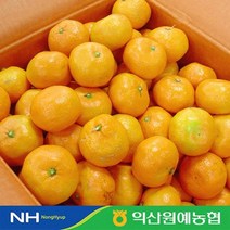 1월17일 오전5시까지 주문시 명절전배송 농협 제주 노지감귤 5kg(L/대과)