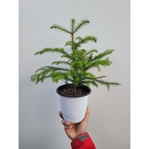 크리스스트리 아라우카리아 중품 35~55cm 85