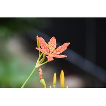 범부채씨앗 재래종 30립 (CN), 공작초