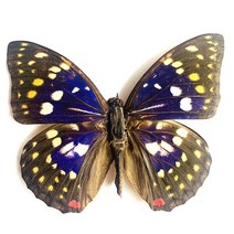 저스트앳 나비 표본 곤충 인형 생산 매력 홈 장식 액세서리 거실 컬렉션 아트, 17 17