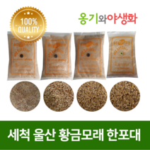 옹기와야생화 세척 울산 황금모래 2호 자연의색 다육파종, 1개