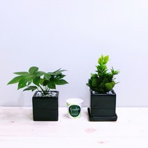 꽃피우는청년 미세먼지정화 실내공기정화식물 키우기 2종 세트 (산호수 팔손이), 유광 사각 블랙