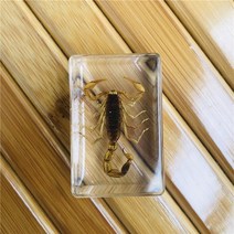 곤충 표본 전갈 교육용 실습용 인테리어 장식 블랙