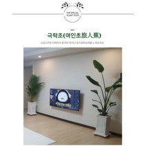 서울경기인천[반값화분] MAIN-대형극락조160 직접배송 축하화분 개업화분 거실화분 카페화분 인테리어화분 아레카야자 극락조 알로카시아 파키라 고무나무, 클래식화이트
