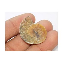 Generic 삼엽충 장식품 달팽이 희귀석 수석 암모나이트 화석