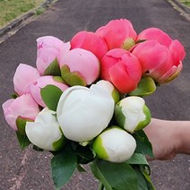 작약 생화 1송이 농장직송 생화택배 꽃도매 양재꽃시장, 화이트