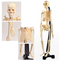 생명과학탐구 체험교육 해골뼈 인체모형교구 양호실 돌봄교실