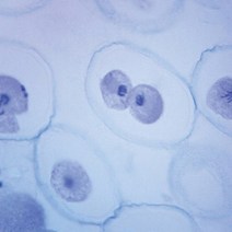 영구프레파라트-체세포분열(동물) /교구6126