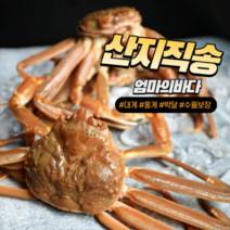 박달 자숙 영덕 대게 홍게 2kg [선주직송], 4.(찜)박달형홍게2kg내외 4-6마리