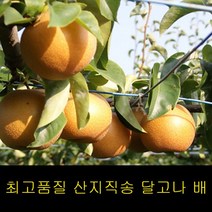 프리미엄 나주배 선물세트 5kg 먹골배 과일배 황금배 배농장 선물용배 나주신고배 황금배 나주배가격 햇배, 나주배 선불세트 5kg