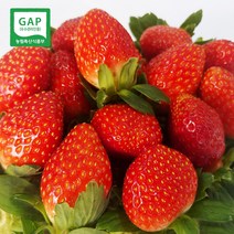 오석 천연 암반수로 키운 보령머드 싱싱딸기 산지직송 당일수확 딸기 싱싱딸기 생과 생딸기 설향딸기 GAP인증 스마트팜 꿀벌수정 수경재배, 3x4 선물용 500g x 1팩