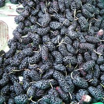 왕오디(울트라뽕나무) R3cm결실주 나무D91, 1개