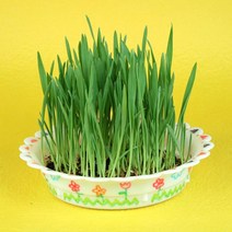 ts26002 새싹 보리 키우기(5set)