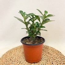 석화(사막의 장미)