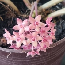 호야 라티폴리아 (귀한품종)