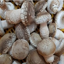 산지직송 수확후 당일발송 친환경 무농약 송화고버섯 1kg 송화고버섯 분말 100g, 1-1.송화고버섯 상품1kg