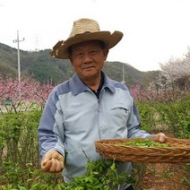 화살나무 홑잎 티백차 천기누설 방영 건강 지킴이 45g, 1개