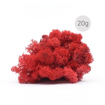 비오스 스칸디아모스 20g-천연이끼 공기정화식물, 9번