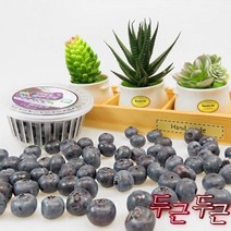 국산 생 블루베리 생과 특대 16-20mm 200g