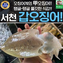 서천 어부의 생물 갑오징어 1kg
