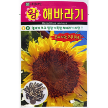 주주씨앗 왕해바라기 씨앗 10립 / 꽃씨몰 big sunflower seed 예쁜꽃 종자, 1개