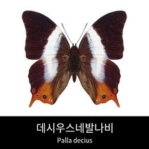 데시우스네발나비표본 Palla decius