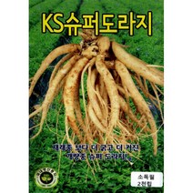 (씨앗) 슈퍼도라지 - 더 굵고 더 커진 개량종 - 빨리 성장하는 도라지 씨앗 종자 - 소포장 - 2천립, 1개