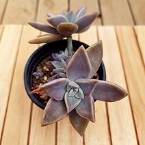 용월 2두 키우기 쉬운 예쁜 다육 가을식물2-40, 단품, 상세페이지 참조