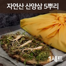 자연산 산양삼 산삼 강원도 산양산삼 뇌두 야생 장뇌삼 산삼주 사포닌 진세노사이드 5년근 6년근 5뿌리 기력회복 부모님 설 추석 명절 선물세트 정품, 단일상품1세트