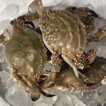 [KT알파쇼핑]2023년 당일조업 서해안 제철 활 암꽃게 1kg(3~6미내외)